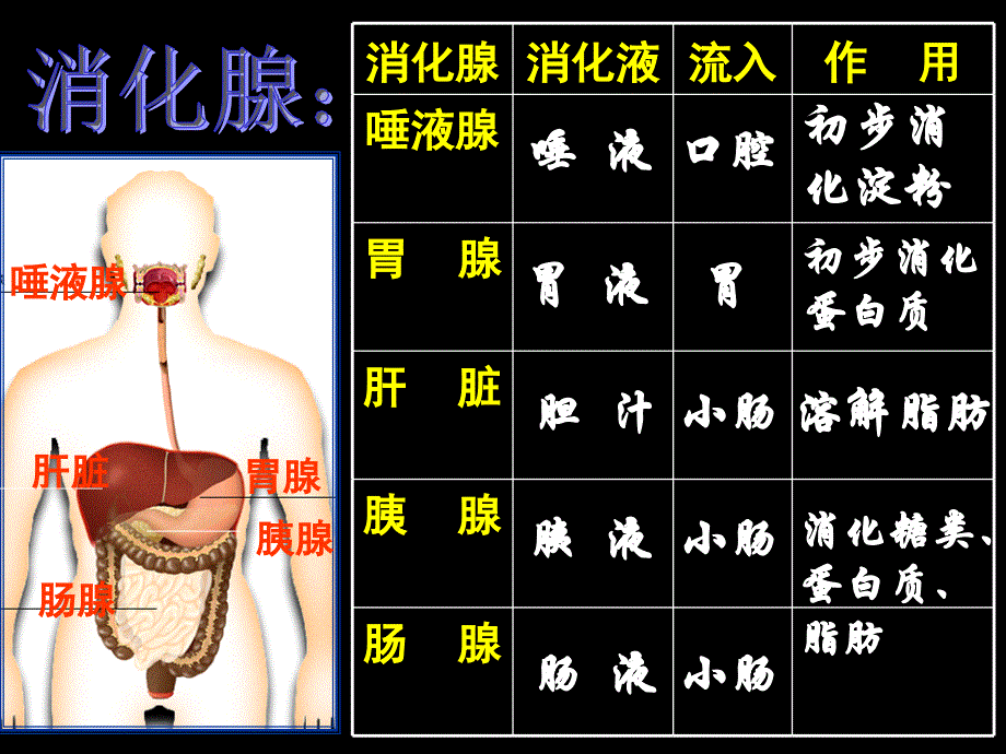 人体的新陈代谢课件ppt_第4页