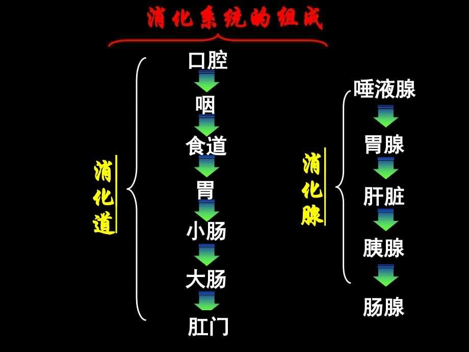 人体的新陈代谢课件ppt_第5页