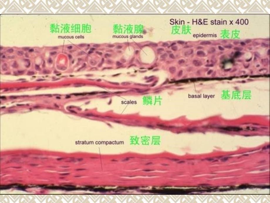 鱼类组织胚胎学皮肤与感觉.ppt课件_第5页