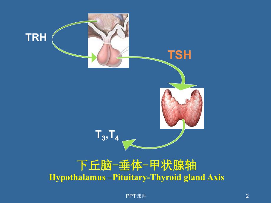 内分泌功能试验课件_第2页