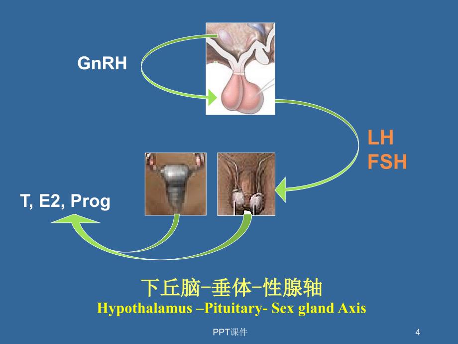 内分泌功能试验课件_第4页