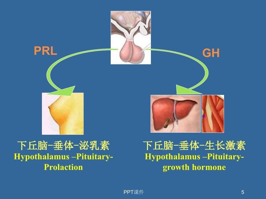 内分泌功能试验课件_第5页