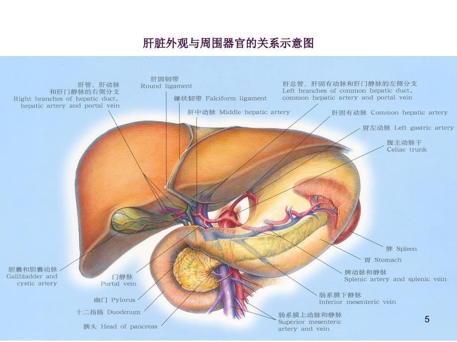 肝脓肿2ppt课件_第5页