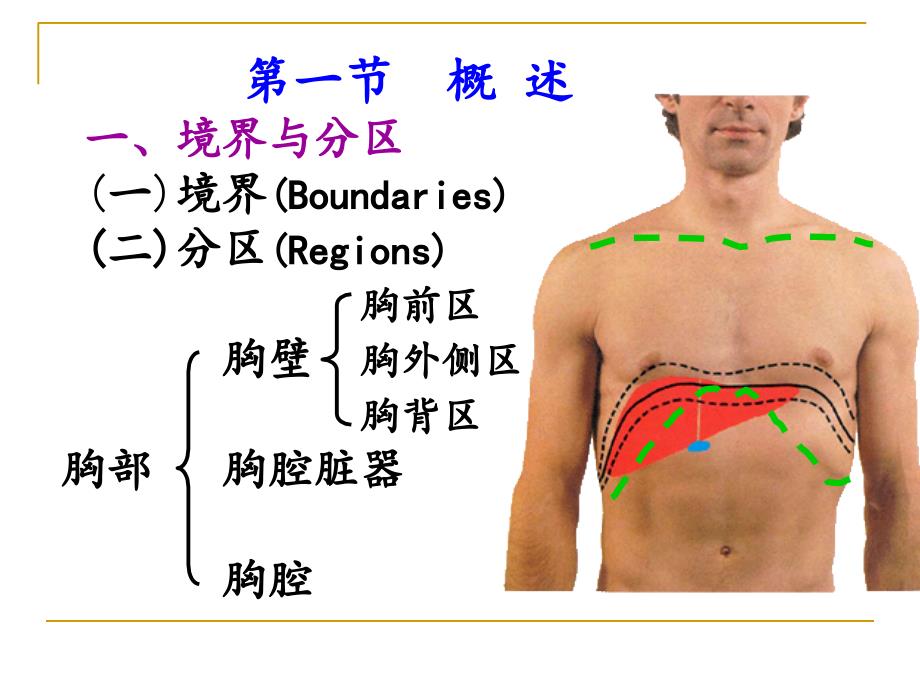 局部解剖学课件：胸部_第3页