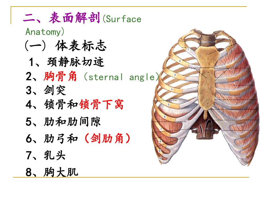 局部解剖学课件：胸部_第4页