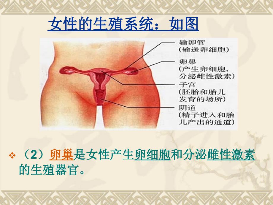 新人教版七年级生物下册复习课件《人体七大系统》_第4页