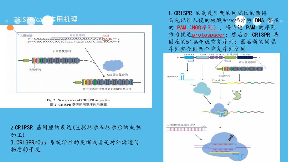 crisprcas9技术_第4页