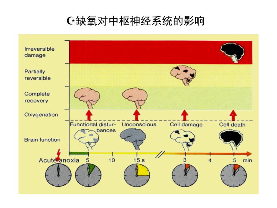 生理学呼吸系统PPT课件_第4页