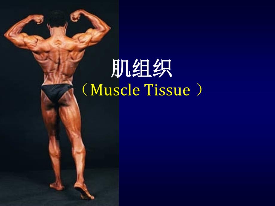 组织学与胚胎学：肌组织_第1页