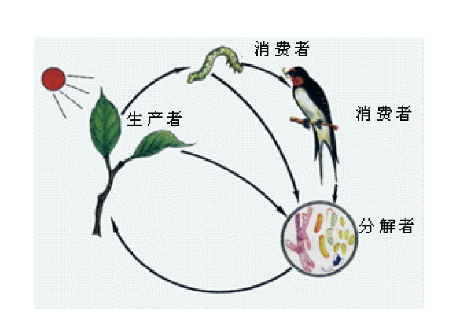 人教版八年级生物上册细菌和真菌在自然界中的作用_第2页