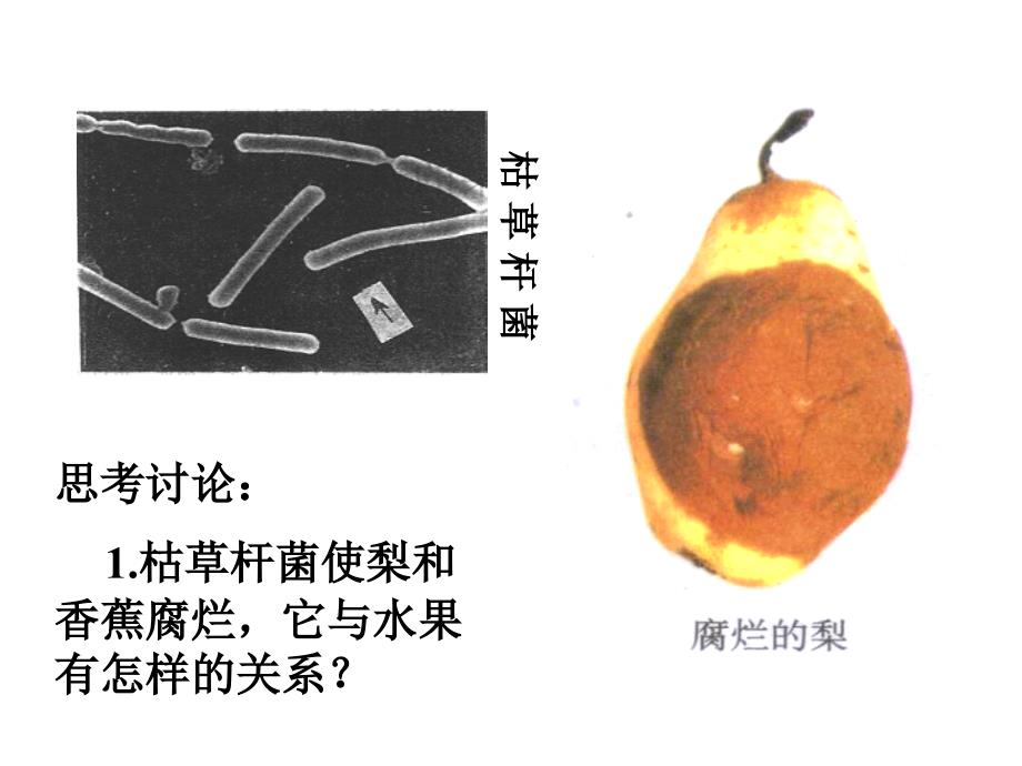 人教版八年级生物上册细菌和真菌在自然界中的作用_第3页