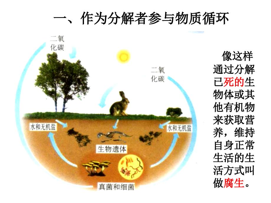 人教版八年级生物上册细菌和真菌在自然界中的作用_第4页