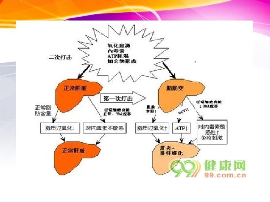 对化学性肝损伤有辅助保护功能的保健品PPT文档_第5页