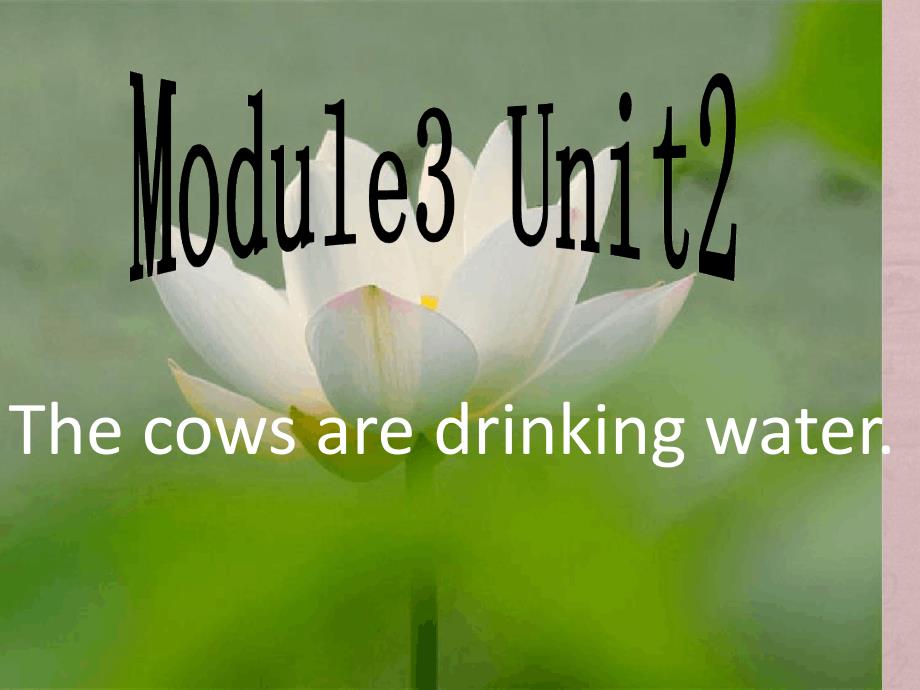 六年级下册英语课件Module3Unit2Thecowsaredrinkingwater外研版三起共40张_第1页