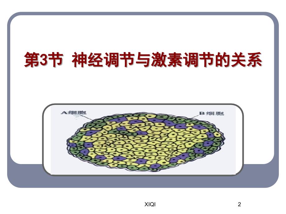 神经调节与体液调节的关系_第2页