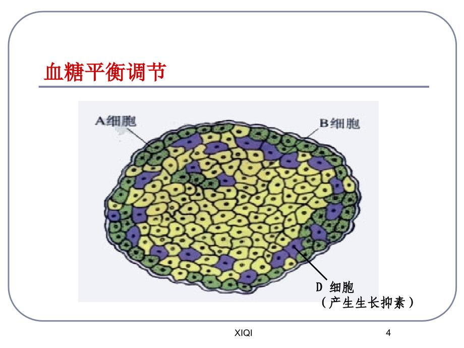 神经调节与体液调节的关系_第4页