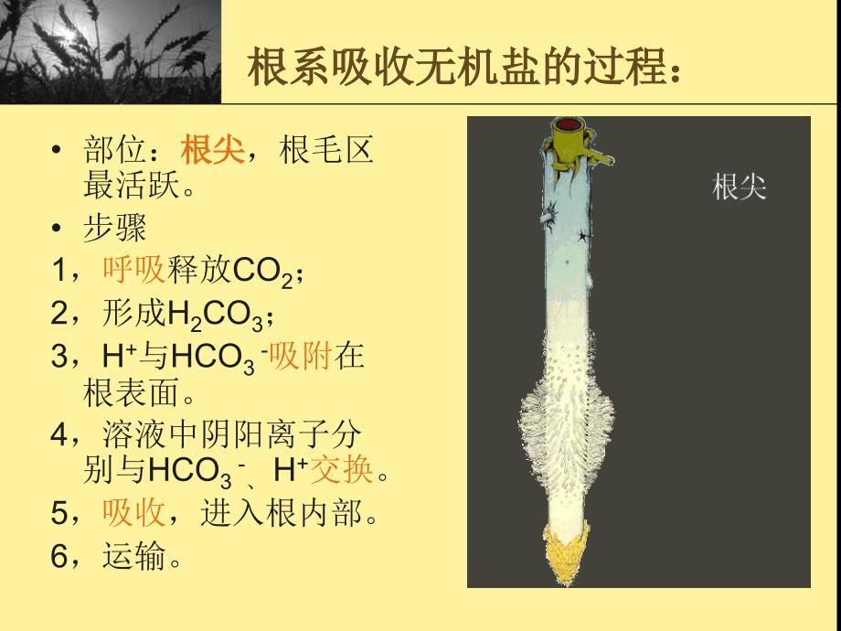 植物生物学实验课件：根系活力_第4页