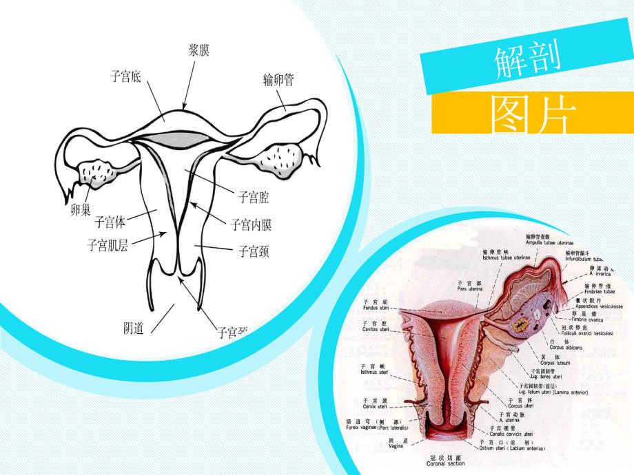 腹腔镜辅助下阴式全子宫切除术PPT课件123_第3页