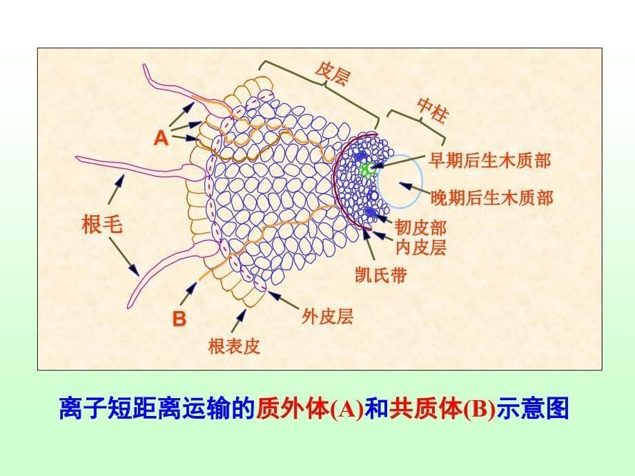 养分在植物体内的运输和分配_第5页