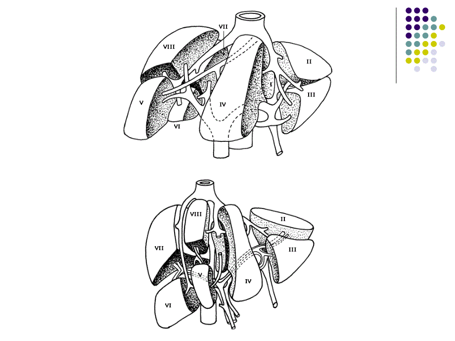 肝的八段PPT课件_第2页