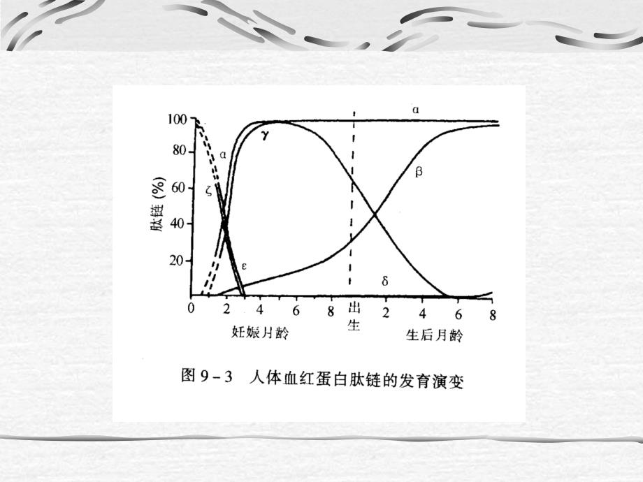 医学遗传学课件：第10章 生化遗传学_第3页