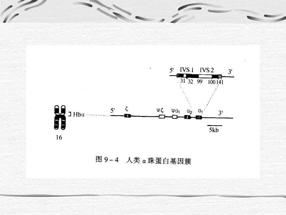 医学遗传学课件：第10章 生化遗传学_第5页