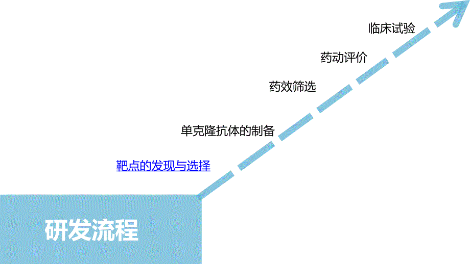 单克隆抗体药物的临床前研发.ppt_第3页