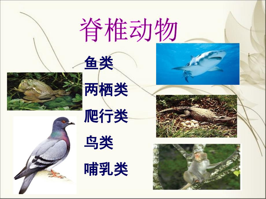 脊椎动物的主要类群.ppt_第2页