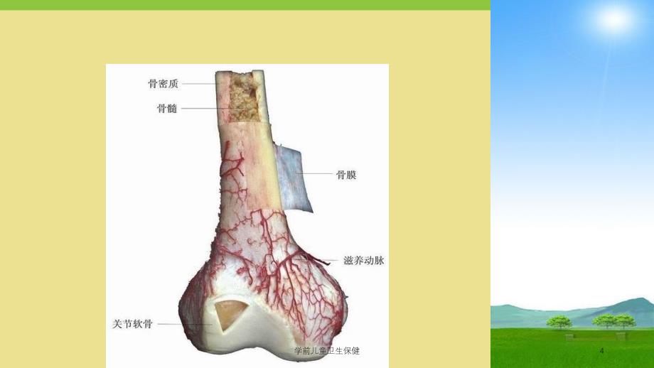 学前儿童卫生保健课件_第4页