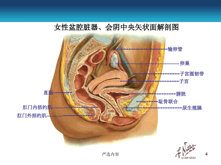 盆底功能障碍康复技术-了解盆底肌【优质参考】_第4页