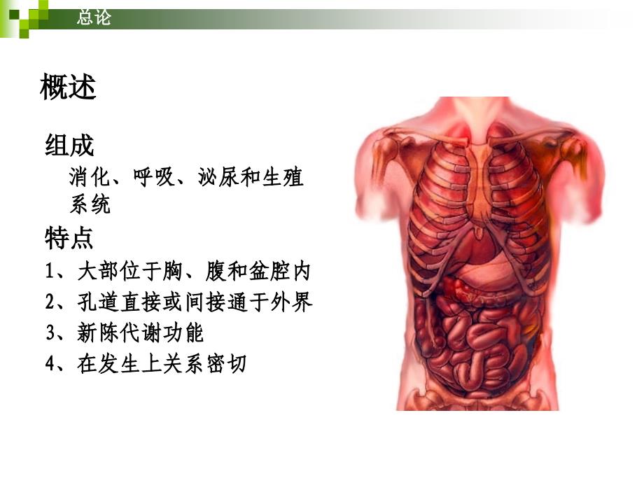 教学课件：第二章-消化系统_第2页