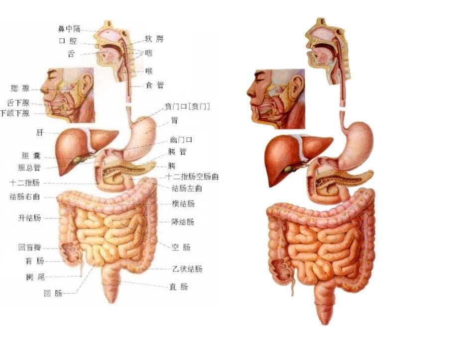 教学课件：第二章-消化系统_第5页