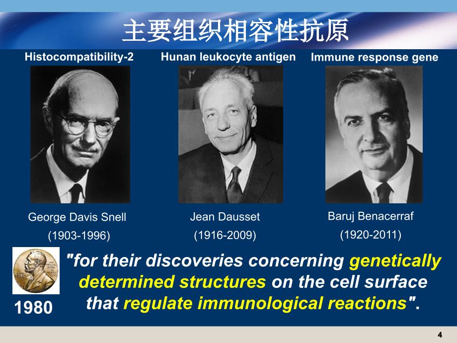 医学免疫学课件：主要组织相容性抗原_第4页