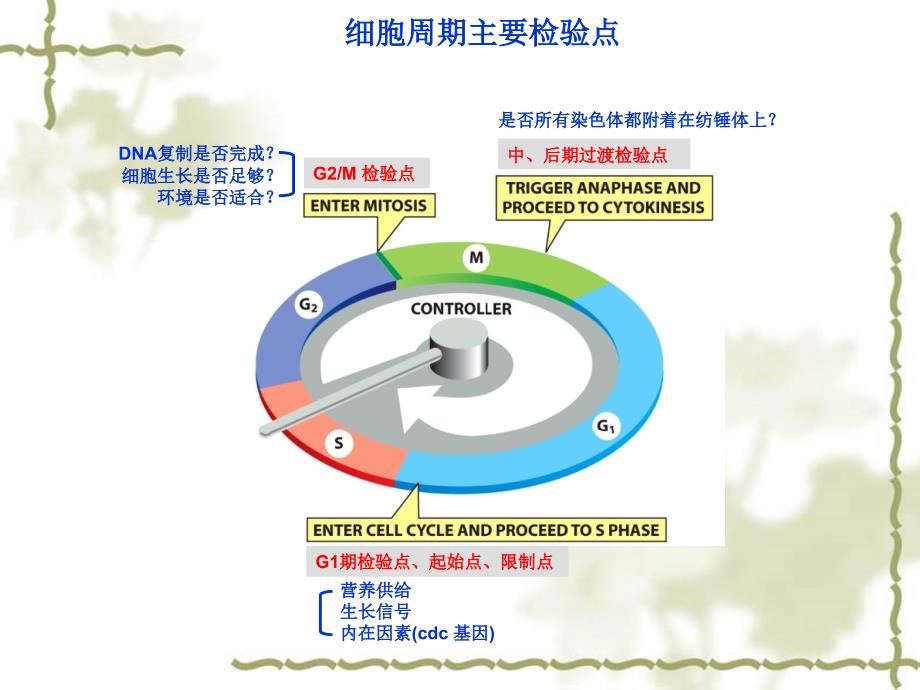 费晓方细胞生物学14ch14细胞周期调控与癌细胞_第2页