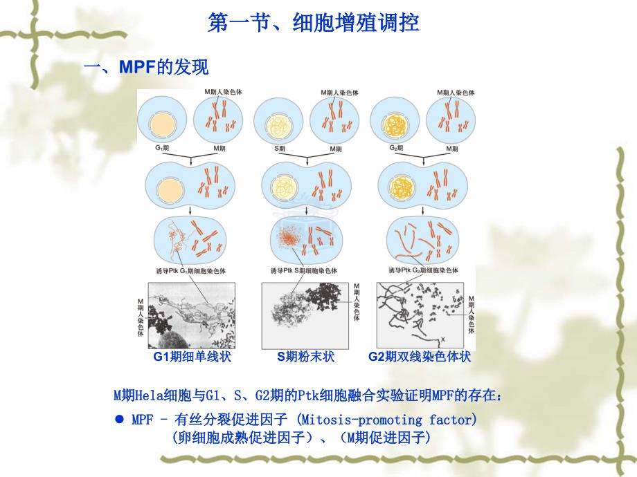 费晓方细胞生物学14ch14细胞周期调控与癌细胞_第3页