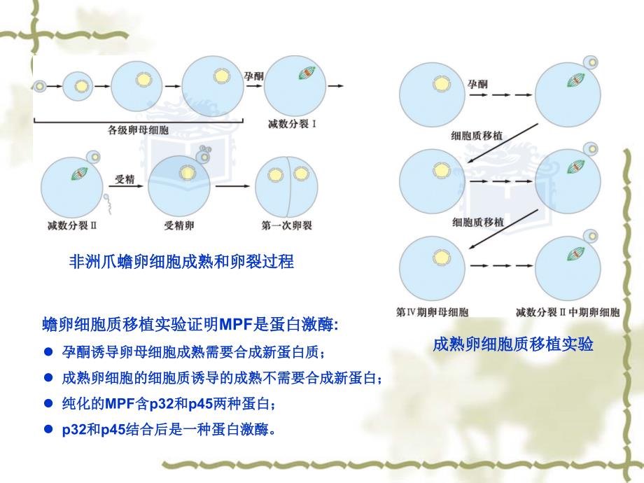 费晓方细胞生物学14ch14细胞周期调控与癌细胞_第4页