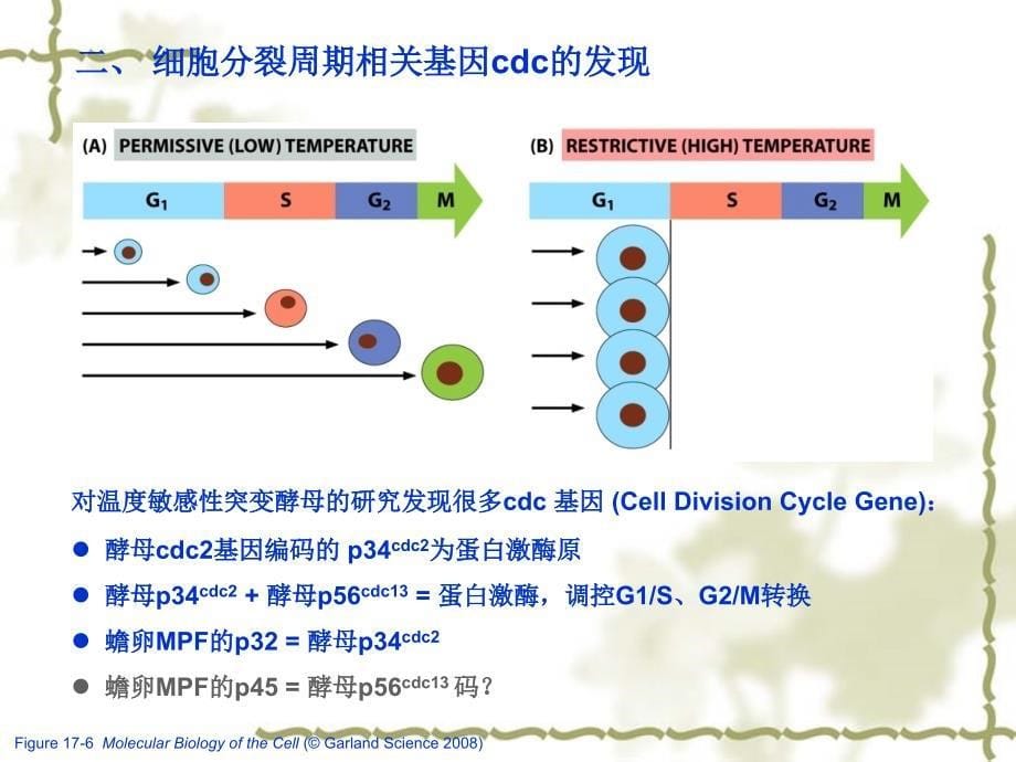 费晓方细胞生物学14ch14细胞周期调控与癌细胞_第5页