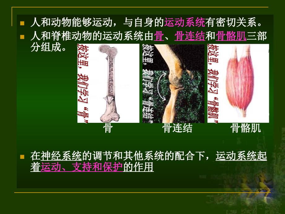 动物运动的形成ppt课件10（生物北师大版八年级上册）_第3页