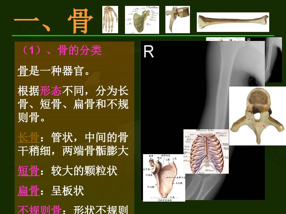 动物运动的形成ppt课件10（生物北师大版八年级上册）_第4页