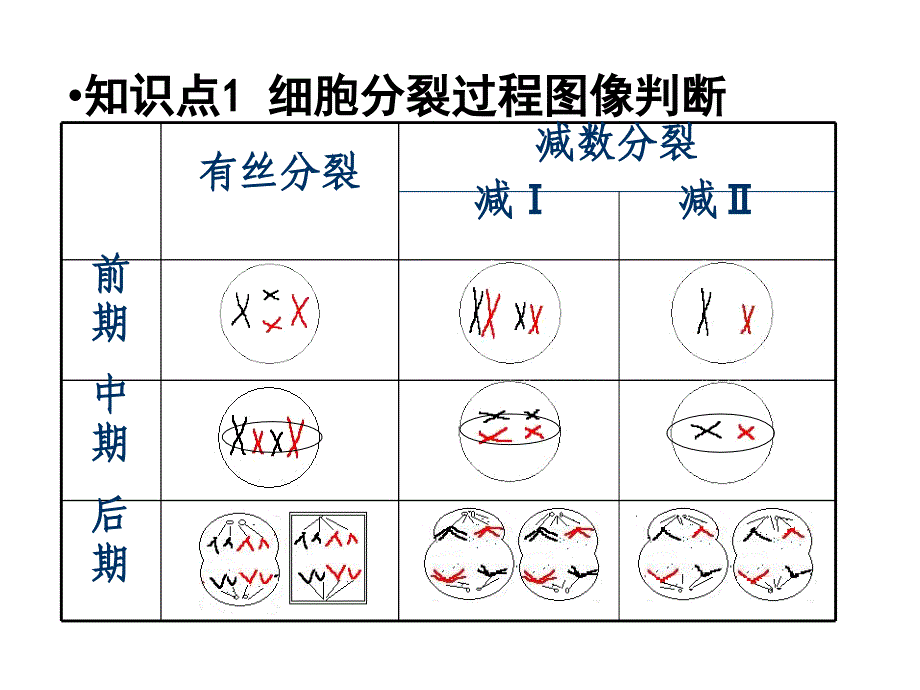 细胞增殖专题(二轮复习)_第3页