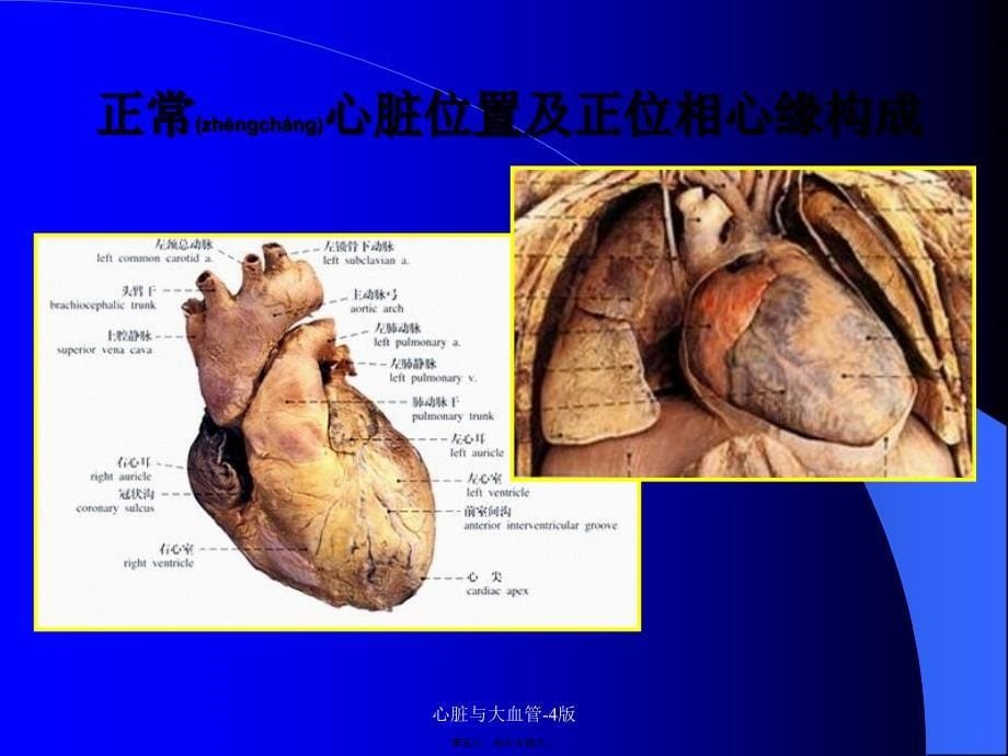 心脏与大血管-4版课件_第5页