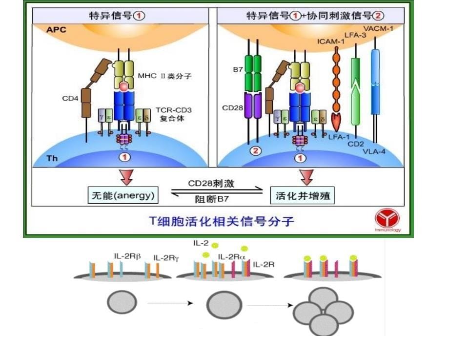 免疫抑制剂 汇总_第5页