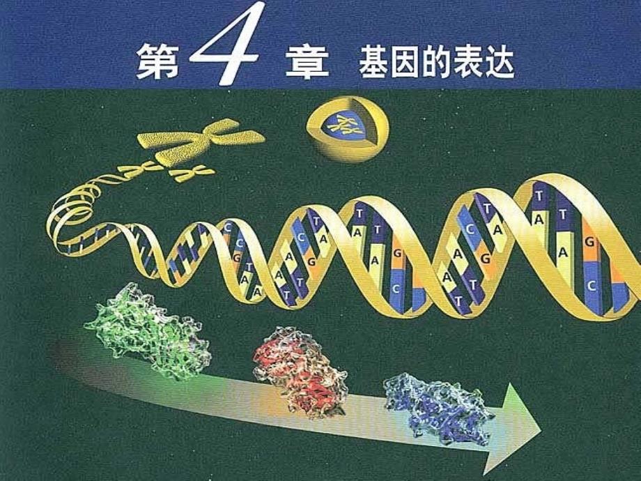 高中生物必修二4.3遗传密码的破译_第1页