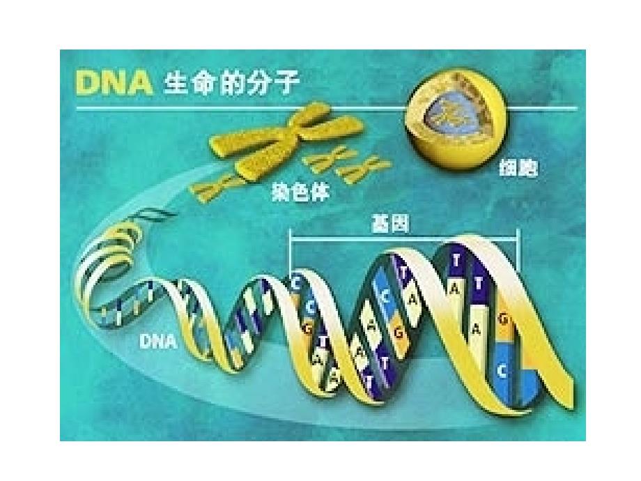 高中生物必修二4.3遗传密码的破译_第3页