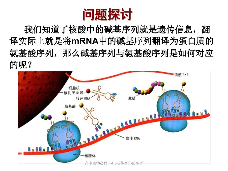 高中生物必修二4.3遗传密码的破译_第4页