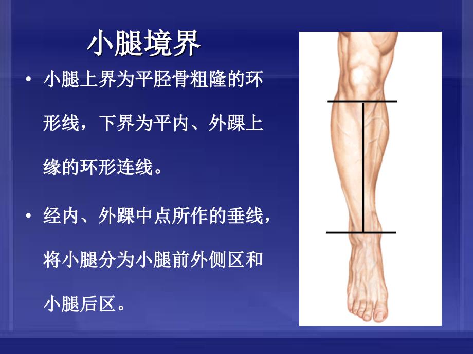 小腿前外侧区解剖及骨延长术课件_第3页