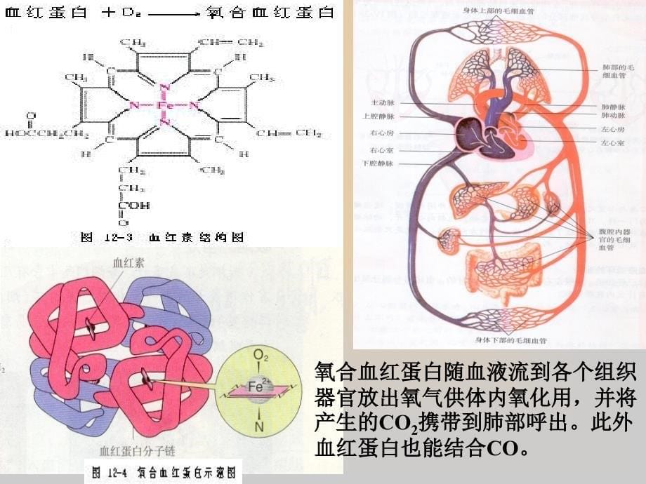 课题1人类重要的营养物质精品教育_第5页