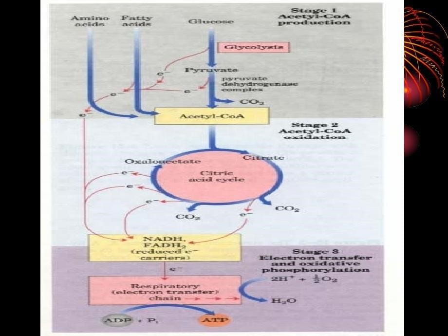 生物化学柠檬酸循环_第5页