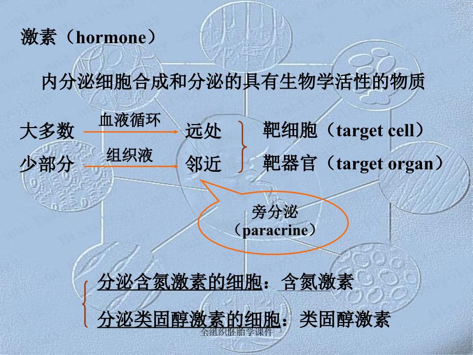 全组织胚胎学课件_第4页