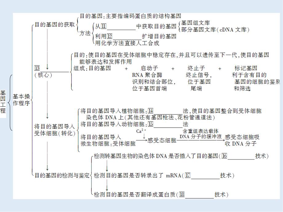 高三一轮复习生物新人教版选修3课件：：专题一基因工程_第4页